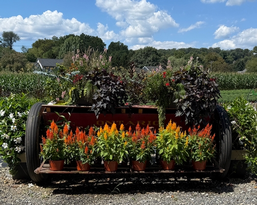Greenhouse flower display