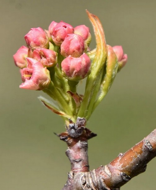 Flowering buds photos by Doris High