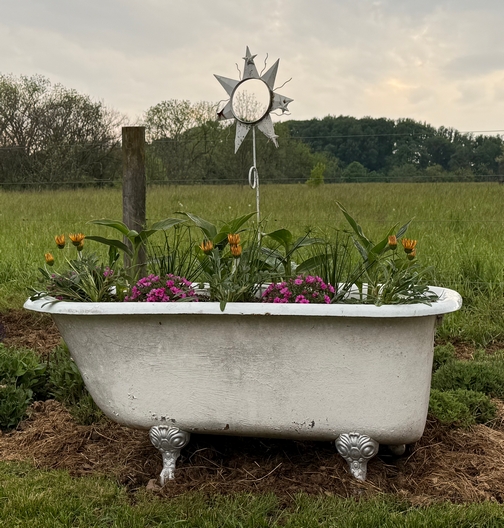 Flowers in bathtub