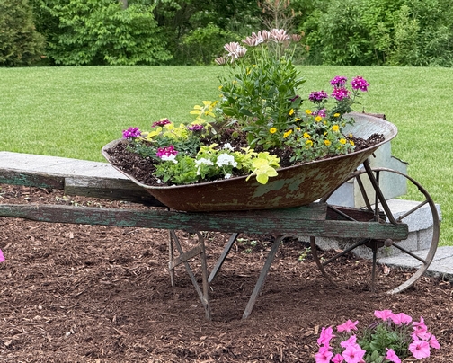 Flowers in wheelbarrow