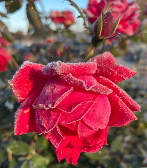 Frosty rose