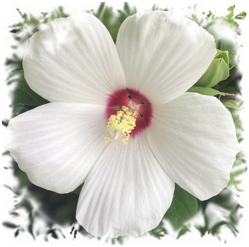 Hibiscus bloom 8/5/19