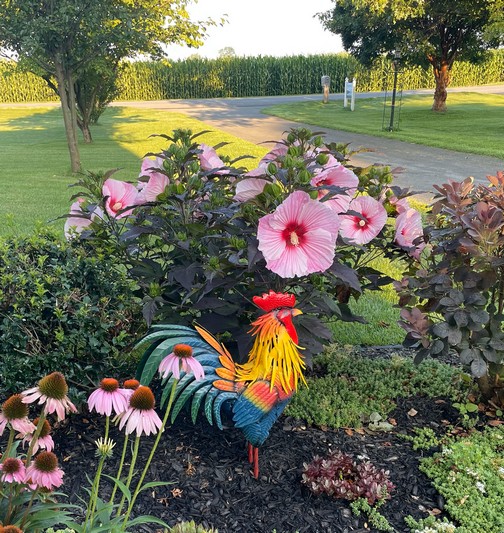 Hibiscus at sunrise