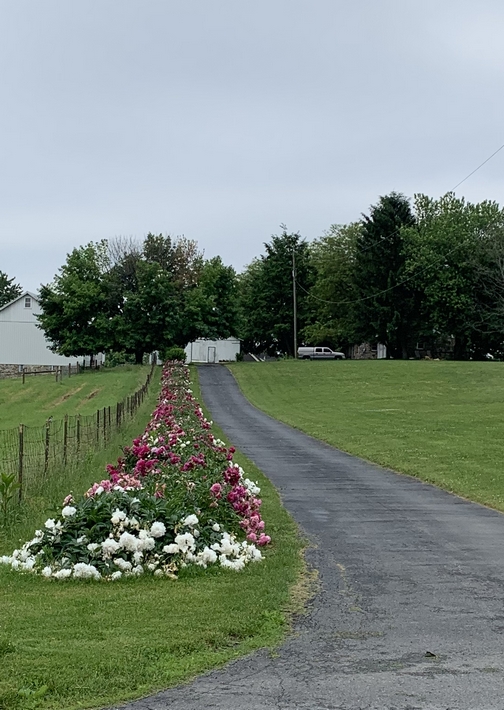 Flower-lined driveway in Lebanon County, PA 5/28/19