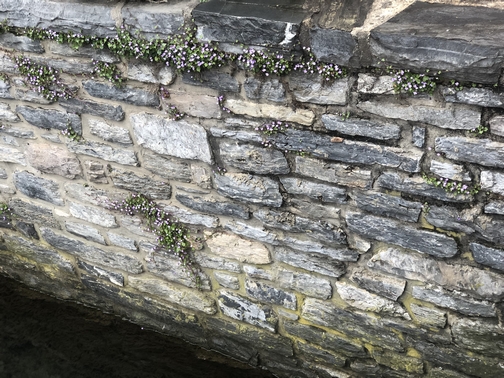 Flowers in stone wall, Lititz PA 4/14/19