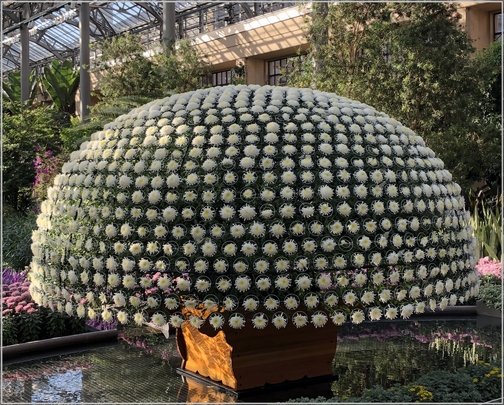 Longwood Gardens 1000 bloom Chrysanthemum 11/11/18 (Click to enlarge)
