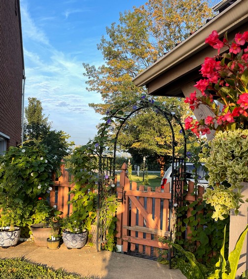 Morning glories on our arbor Morning glories on our arbor