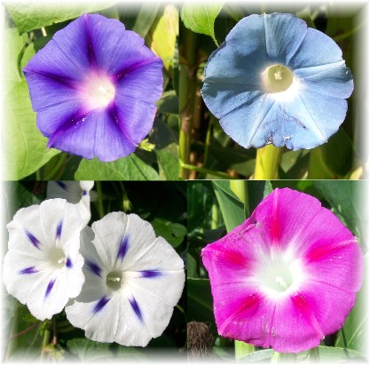 Morning Glory Collage