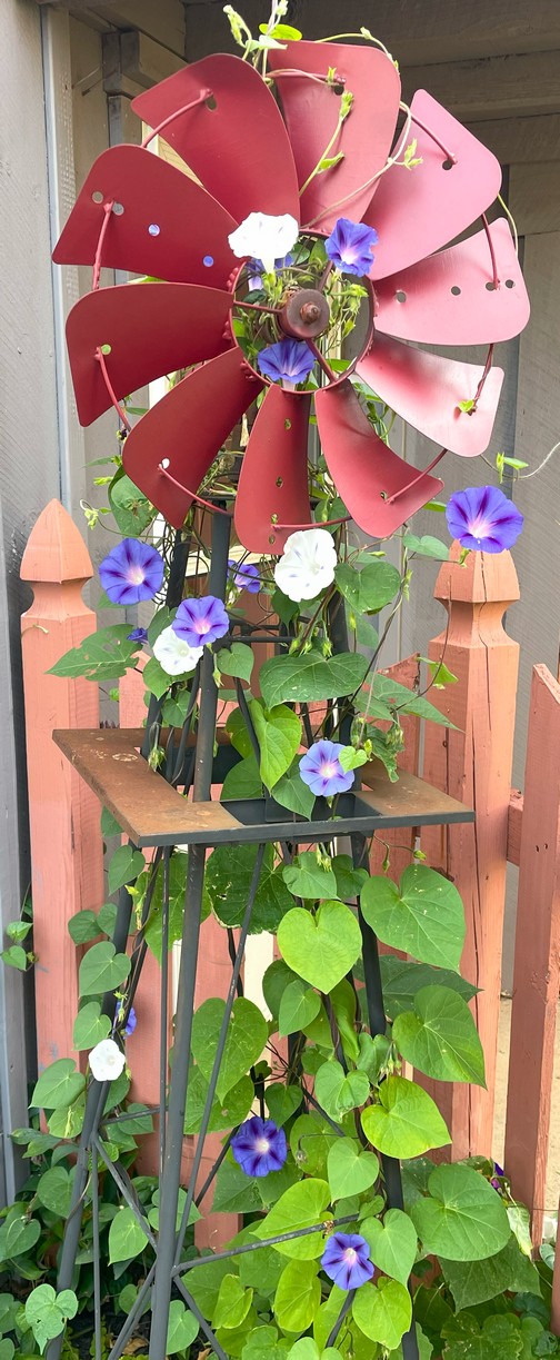 Morning glories on our windmill Morning glories on our windmill