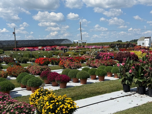 Penn State flowers