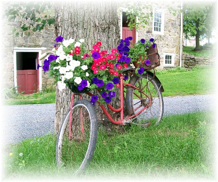 Petunias on bike