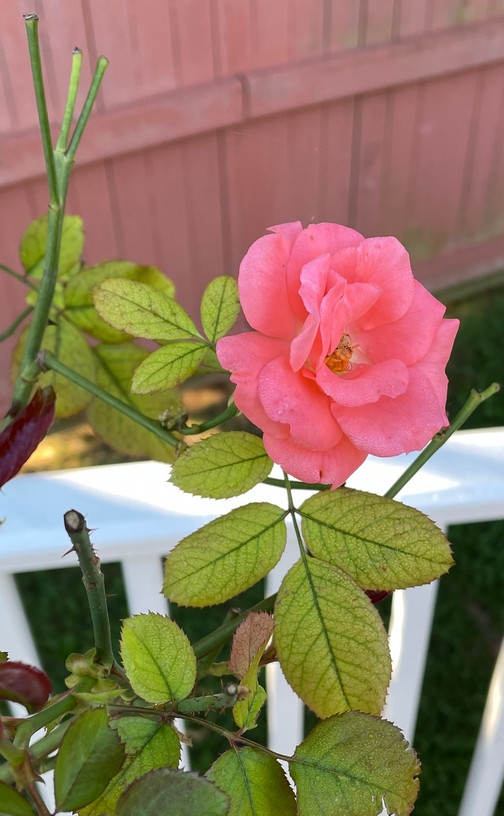 Rehabilitated rose bud