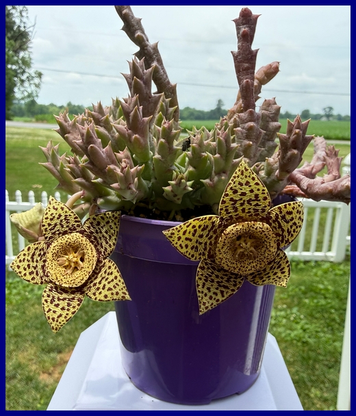 Star plant