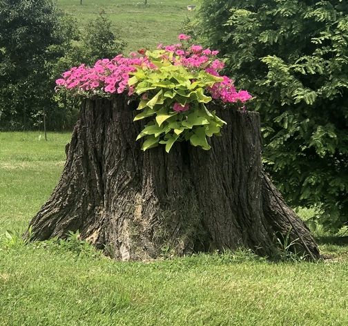 Stump planter at the Oregon Dairy 7/14/19 (Click to enlarge)