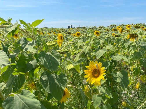 Sunflower field Sunflower field