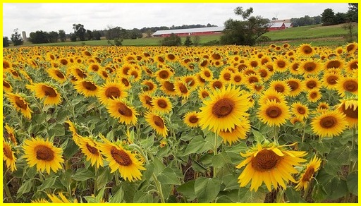 Sunflower field on Colebrook Road (Lamar Dourte)