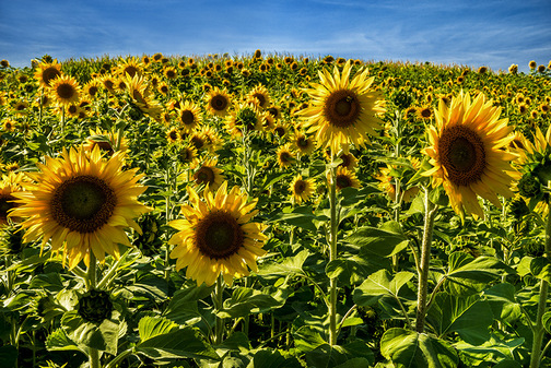 Field of sunflowers (Howard Blichfeldt)