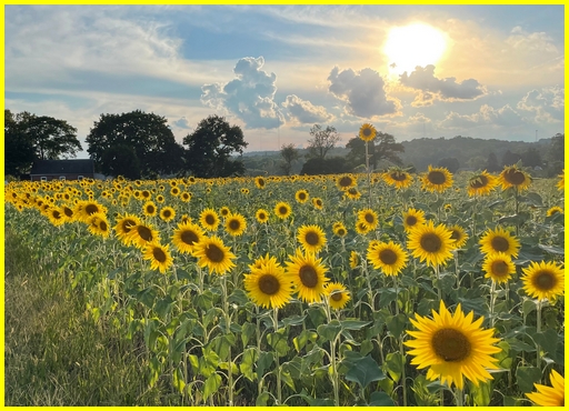 Sunflower field in York County