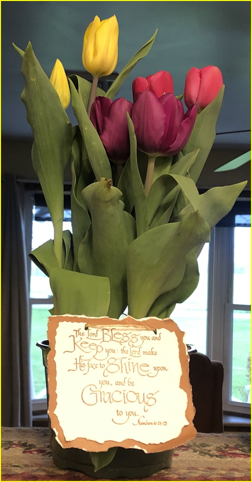 Tulips with Scripture