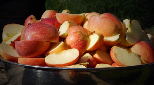 Apples for cider at Amish farmhouse experience
