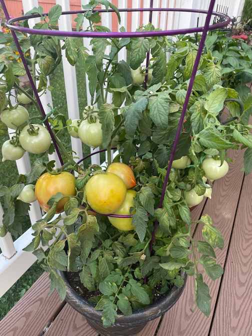 Container tomatoes