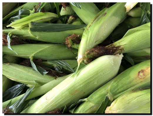 Fresh Lancaster County corn 7/6/18