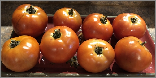 Our home grown tomatoes 8/23/18