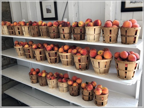 Seyfert's Orchards peaches 8/7/18 (Click to enlarge)