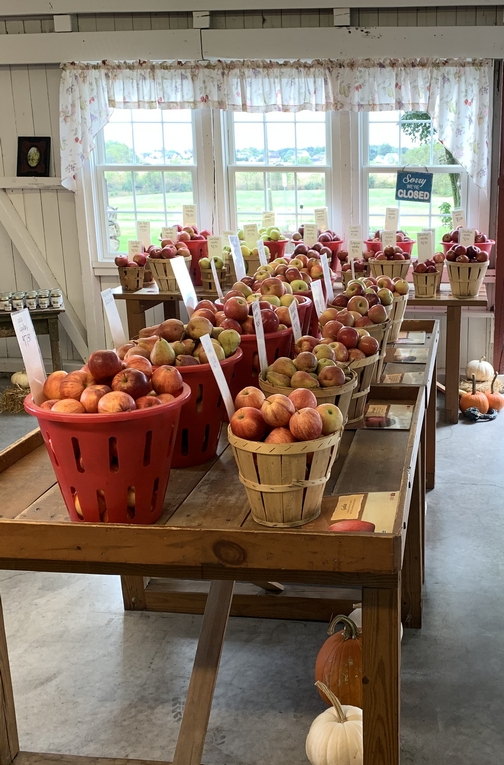 Seyfert Orchard apples 10/8/19