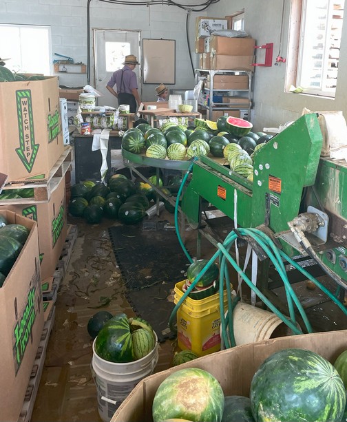 Watermelon processing