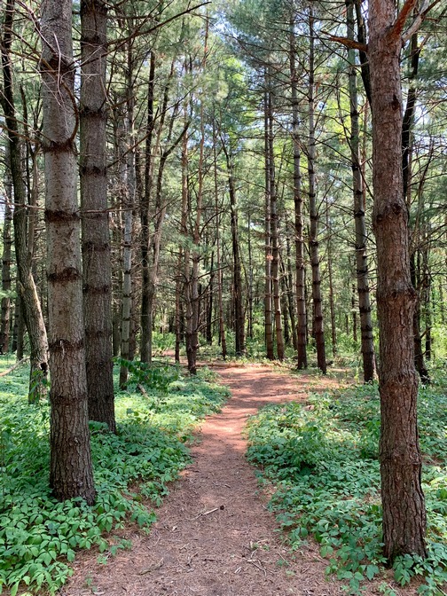 Trail in Iowa, photo by Steve Ephraim