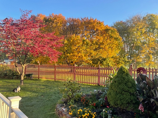 Backyard color
