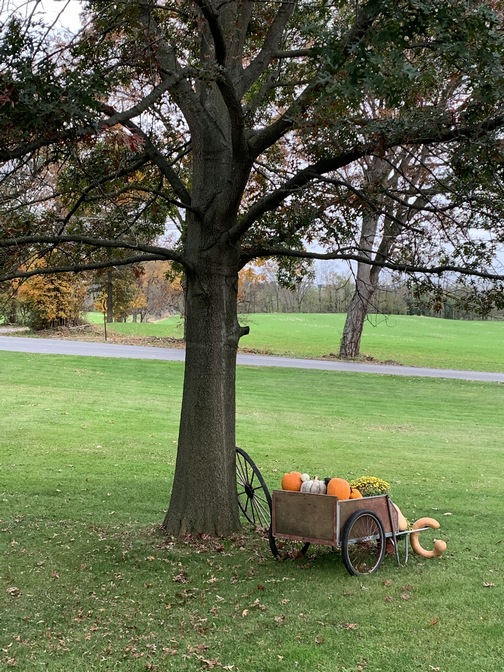 Home lawn view 10/29/19