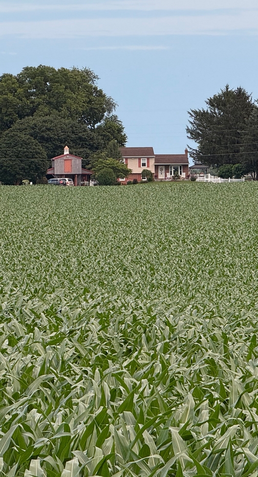 Our home as seen across the corn field