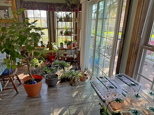 Plants inside for frost