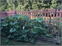 Raised garden 8/29/18 (Click to enlarge)