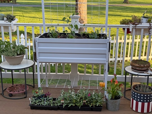 Planting time at home