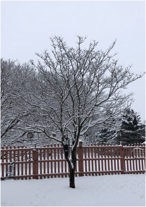 Winter backyardview  3/2/19 (Click to enlarge)