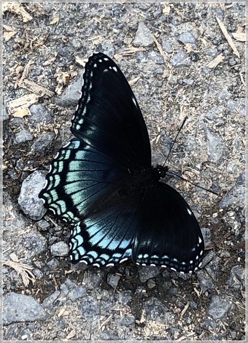Schuylkill County Fair butterfly 7/31/18