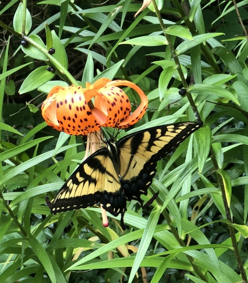 Butterfly on Swatara Rail trail 7/28/20