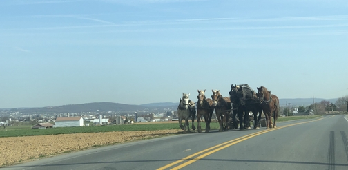 Six horse team, Lancaster County PA 4/4/19 (Click to enlarge)