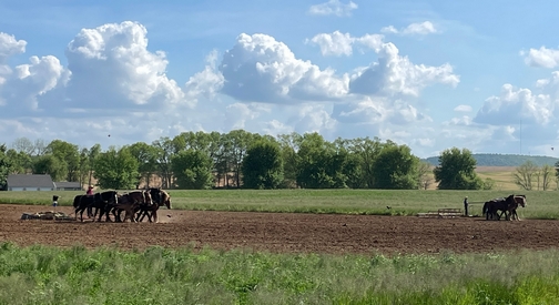 Amish field work