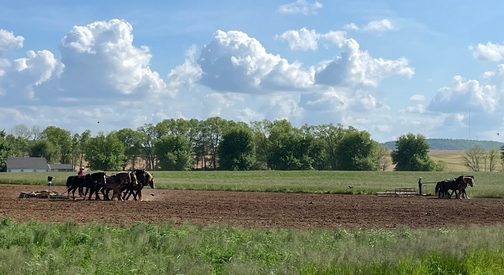 Amish field work