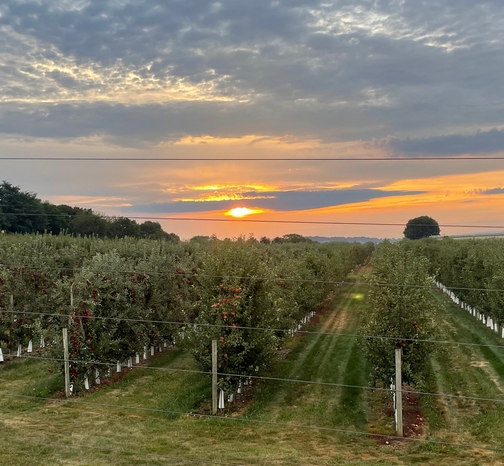 Apple orchard shortly after sunrise