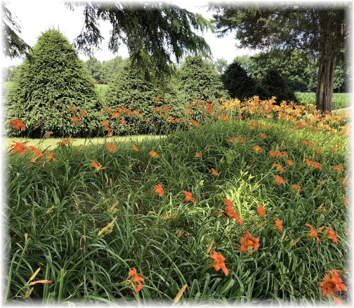 Tiger lilies on Colebrook Road 6/21/18 (Click to enlarge)