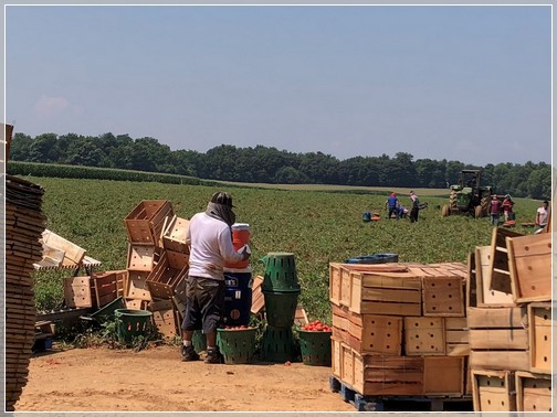 Colebrook Road tomato harvest 8/6/18 (Click to enlarge)
