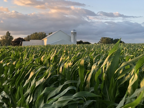 Corn and barn in setting sun