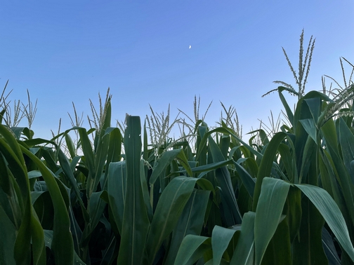 Corn close-up with moon