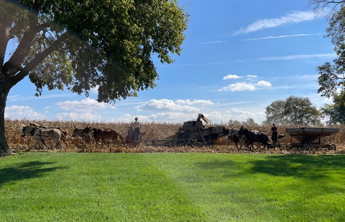 Corn harvest