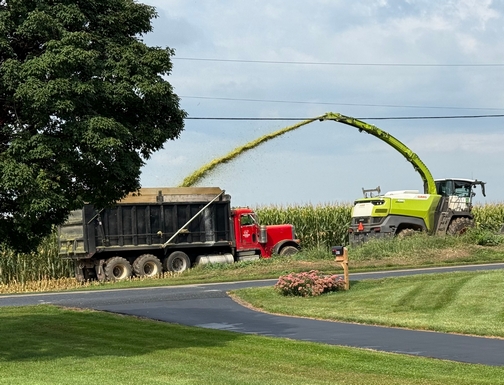 Corn harvest